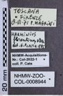 Etiketten zu Harminius florentinus (NHMW-ZOO-COL-0008944)